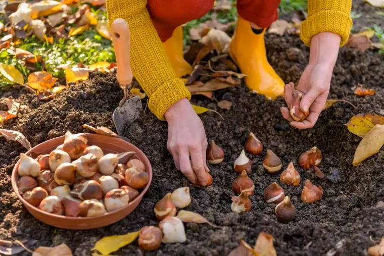 Tulpenzwiebel im Januar setzen So pflanzen Sie sie richtig!