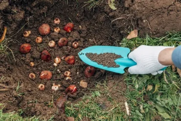 Tulpenzwiebeln pflanzen und düngen Anleitung