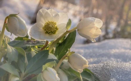 Warum blüht meine Christrose nicht Ursachen und Lösungen, die für eine üppige Blüte sogen!