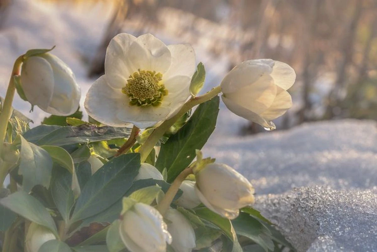 Warum blüht meine Christrose nicht Ursachen und Lösungen, die für eine üppige Blüte sogen!