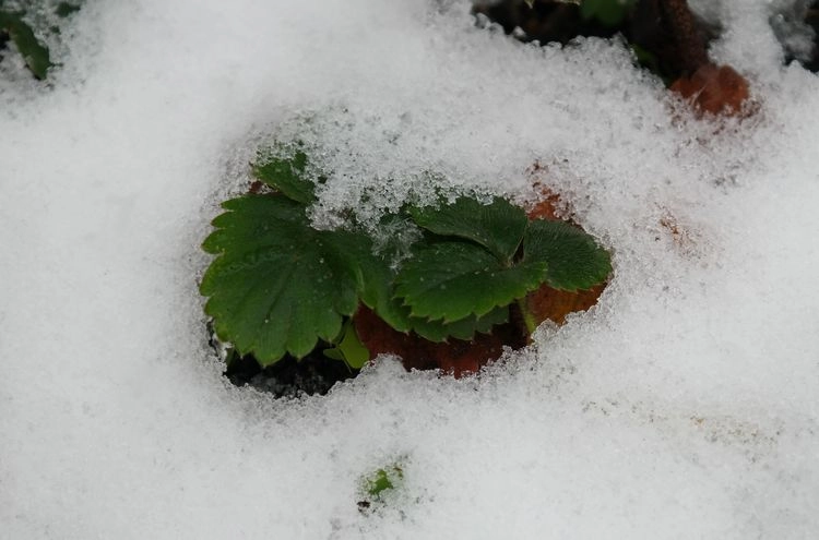 Warum sollte man bei Erdbeeren mulchen