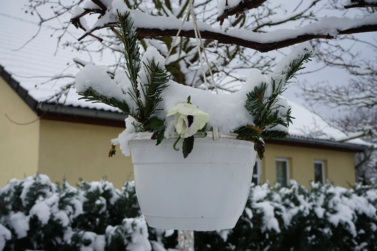 weiße stiefmüttechen in einem blumenampel hängend