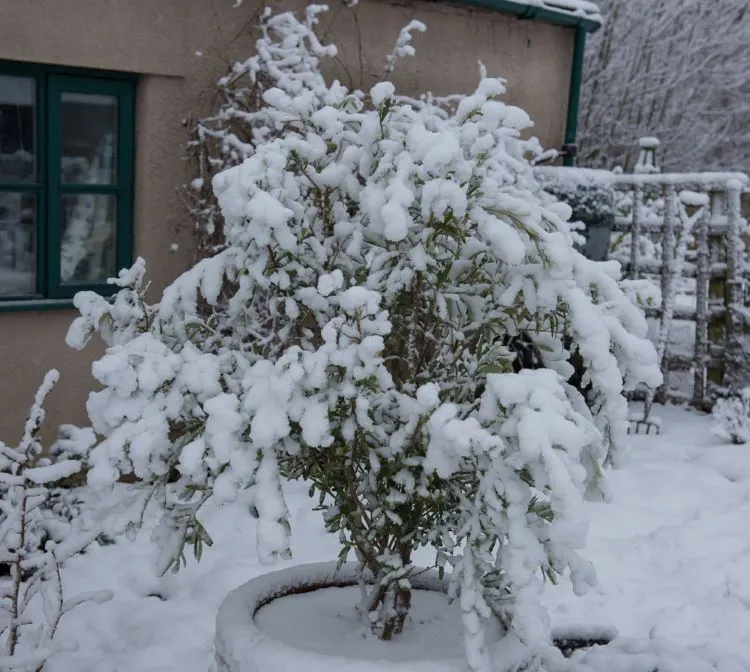 Welche Temperaturen verträgt Olive im Winter 