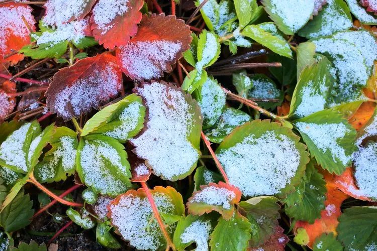 Welcher Mulch ist geeignet für Erdbeerpflanzen