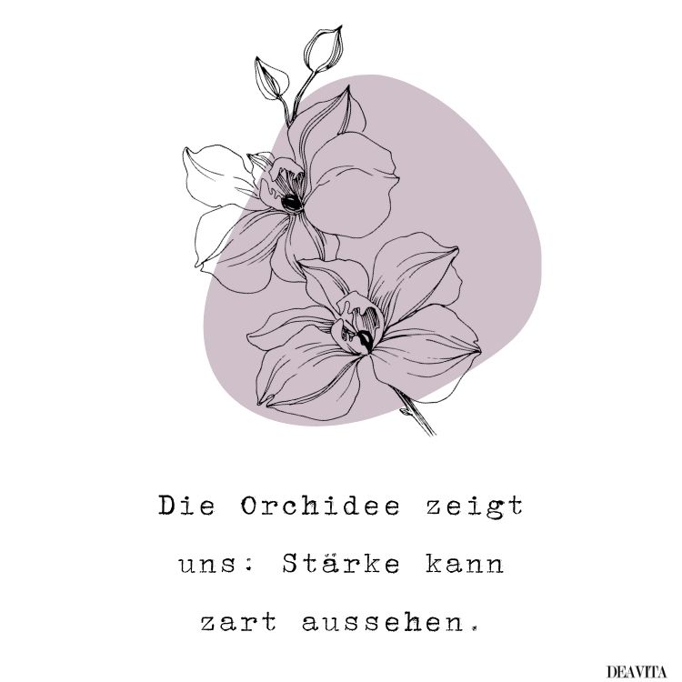 whatsapp bilder sprüche mit orchideen
