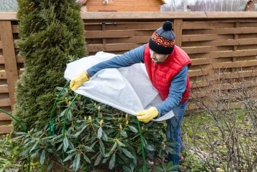 Wie kann man einen erfrorenen Rhododendron retten