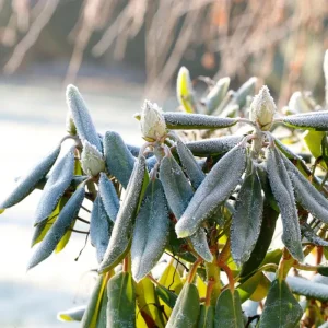 Wie kann man einen erfrorenen Rhododendron retten Tipps, wie Sie Frostschäden erkennen und vermeiden können