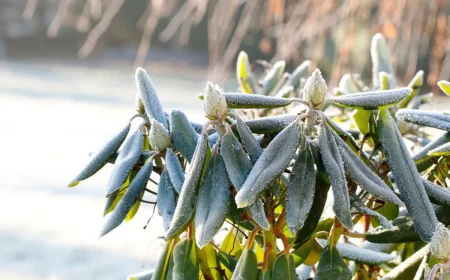 Wie kann man einen erfrorenen Rhododendron retten Tipps, wie Sie Frostschäden erkennen und vermeiden können