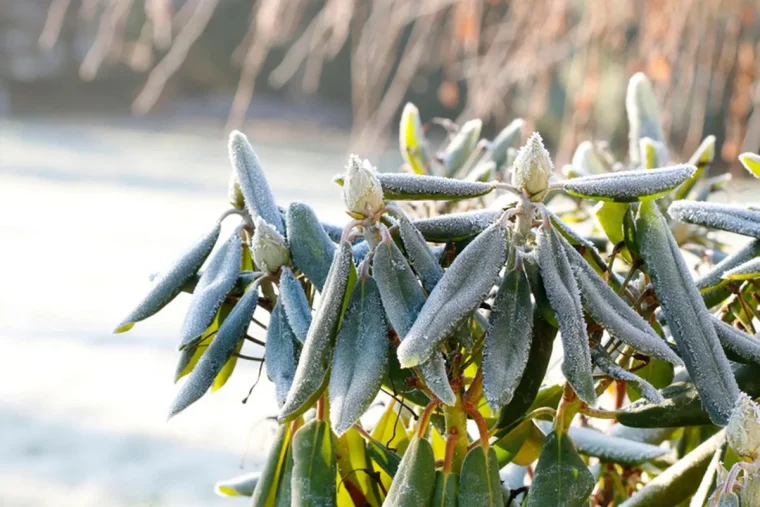 Wie kann man einen erfrorenen Rhododendron retten Tipps, wie Sie Frostschäden erkennen und vermeiden können