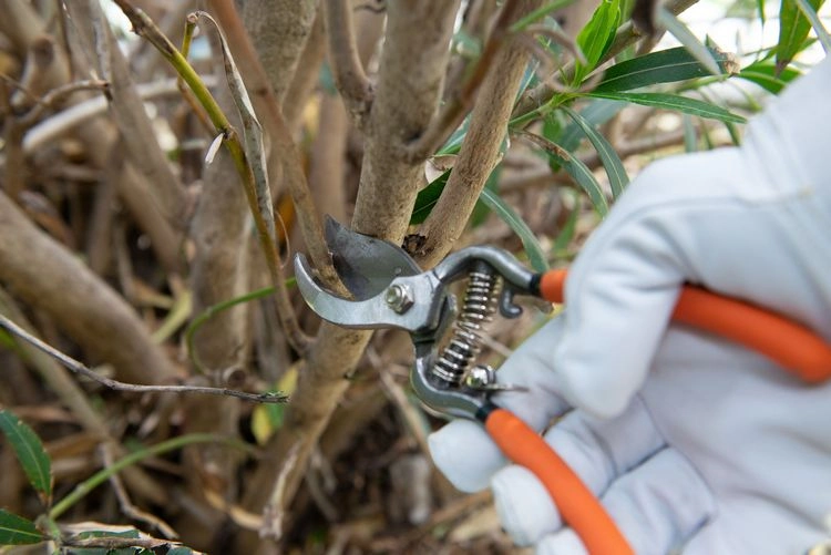 Wie kann man einen erfrorenen Rhododendron retten Tipps