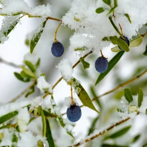 Wie viel Frost verträgt Olivenbaum draußen lassen