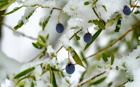 Wie viel Frost verträgt Olivenbaum draußen lassen