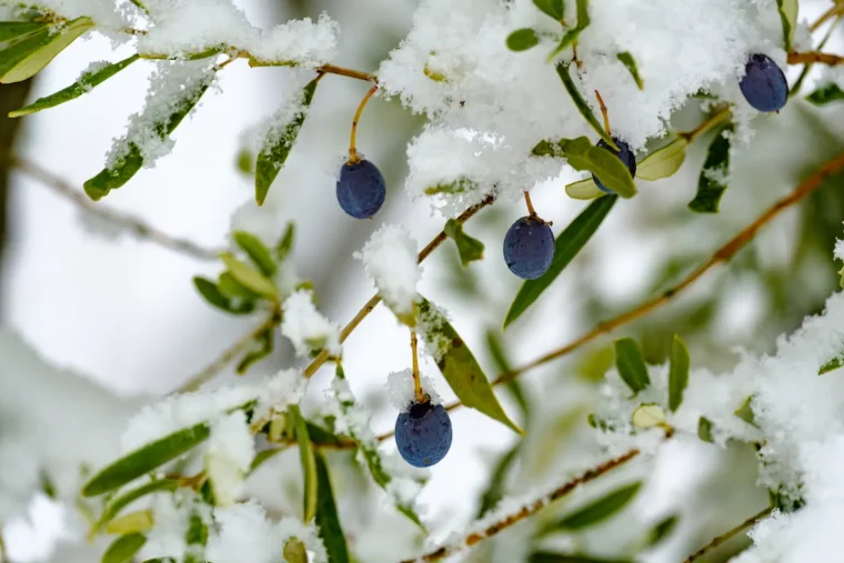 Wie viel Frost verträgt Olivenbaum draußen lassen