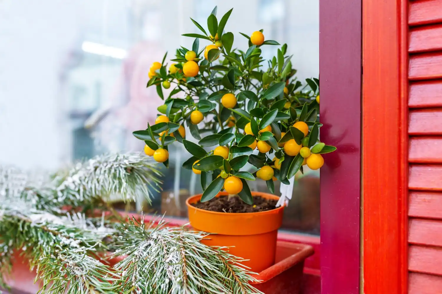 Winterschutz für Mandarinenbaum im Freien notwendig oder nicht 