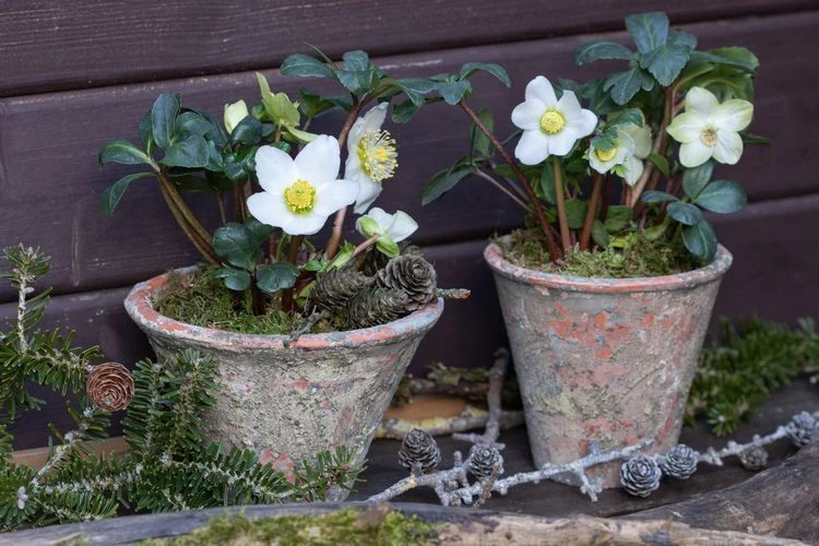 Wissen Sie, wie Sie Ihre Christrose richtig umtopfen