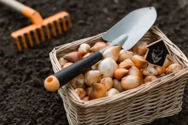 Zwiebelblumen im Winter pflanzen Anleitung was beachten