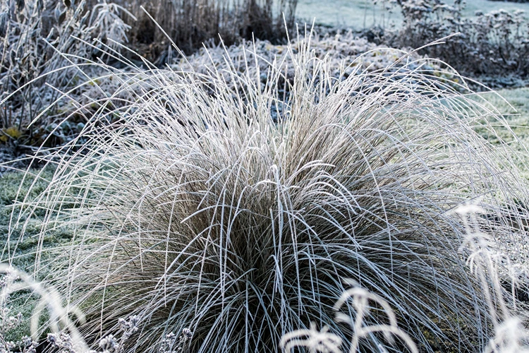 atlas schwingel (festuca mairei)