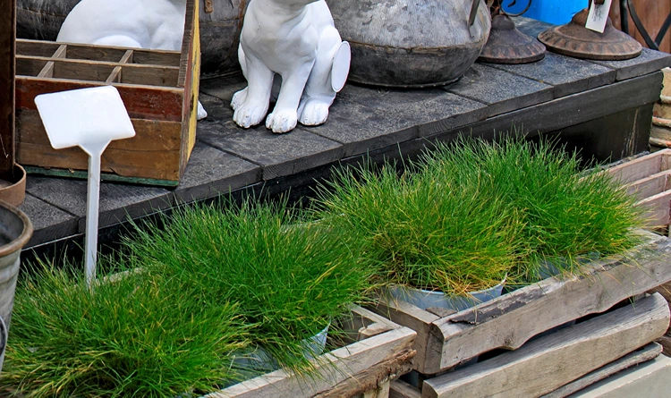 bärenfell schwingel im kübel