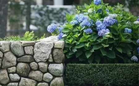 Blaue Hortensien unterpflanzen mit Buchsbaum Ideen