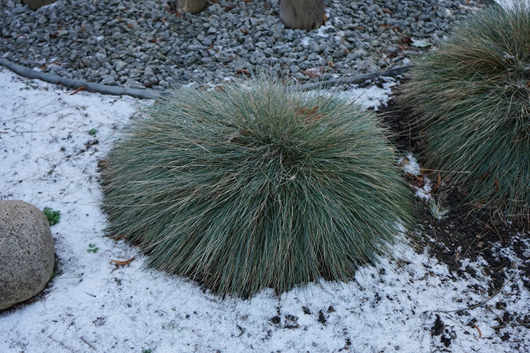 blauschwingel (festuca glauca)