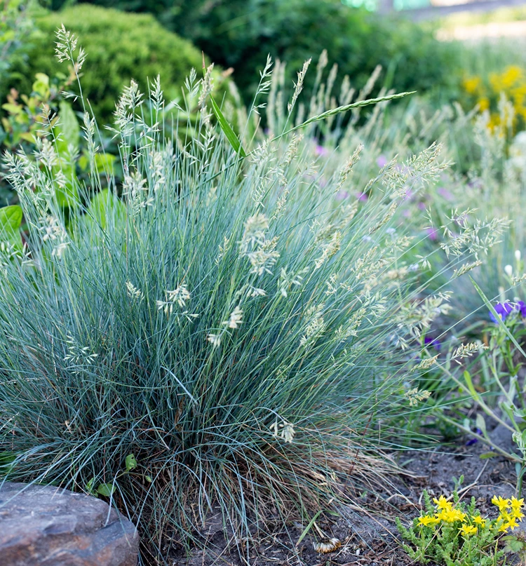 blauschwingel festuca glauca