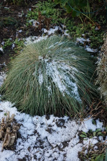 blauschwingel ist winterhart und immergrün