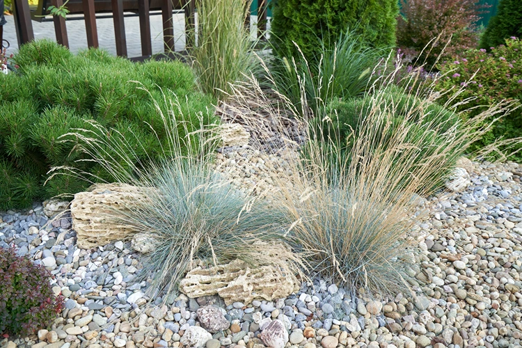 blaustrahlhafer helictotrichon sempervivens