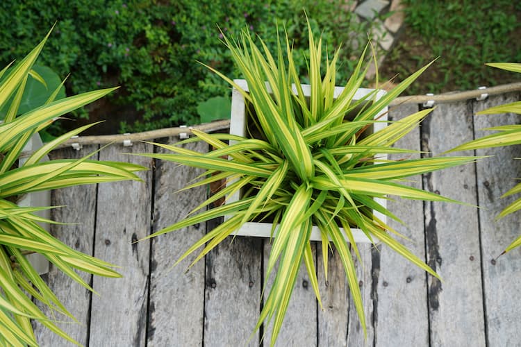 carex morrowii ice dance