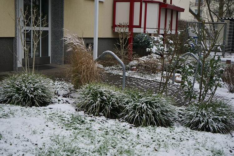 carex morrowii seggen im winter grün