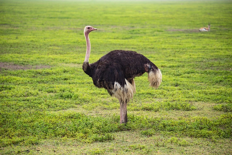 Der männliche Strauß als Vorlage mit schwarzen und weißen Federn