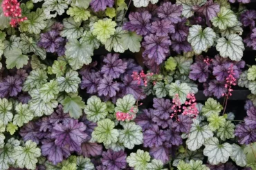 diamantgras und heuchera zusammenpflanzen