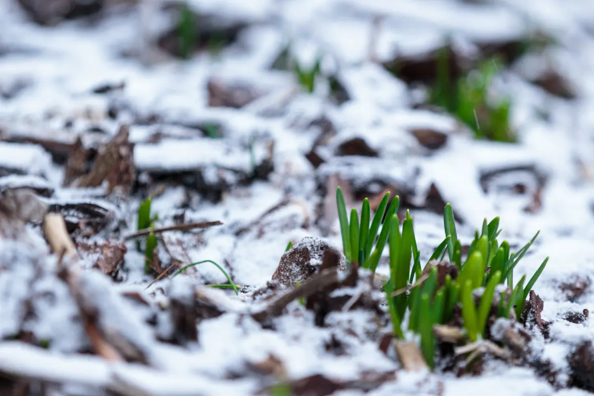 erste frühlingsboten im schnee schneeglöckchen