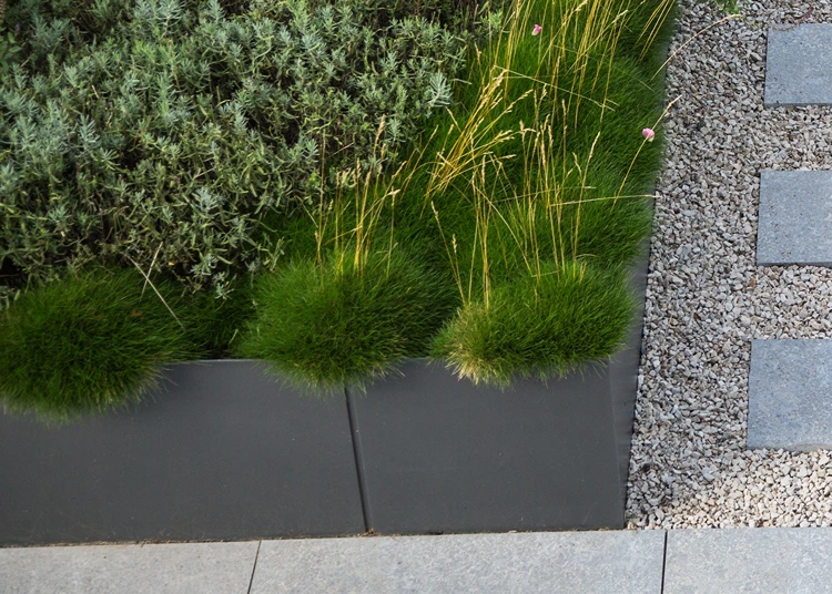 festuca gautieri 'pic carlit') entlang dem hochbeetrand