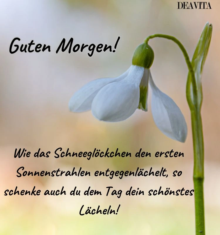 frühjahr sprüche und bilder schneeglöckchen