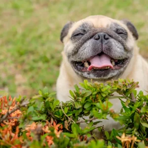 glücklicher mops hund sitzt hinter einem strauch