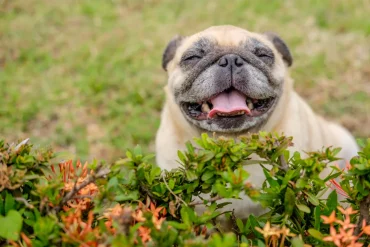 glücklicher mops hund sitzt hinter einem strauch