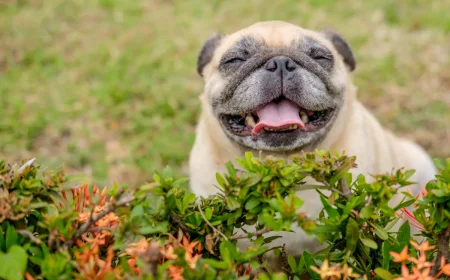 glücklicher mops hund sitzt hinter einem strauch