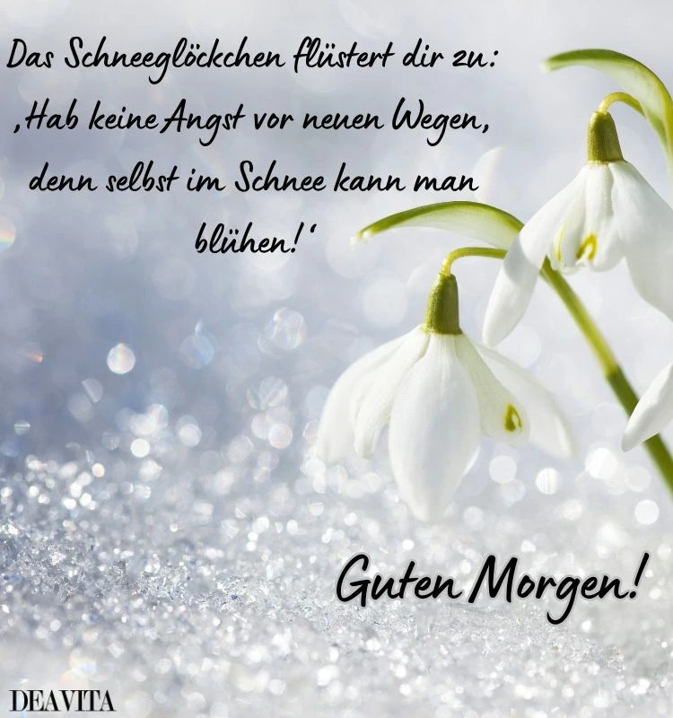 guten morgen bild frühling schneeglöckchen