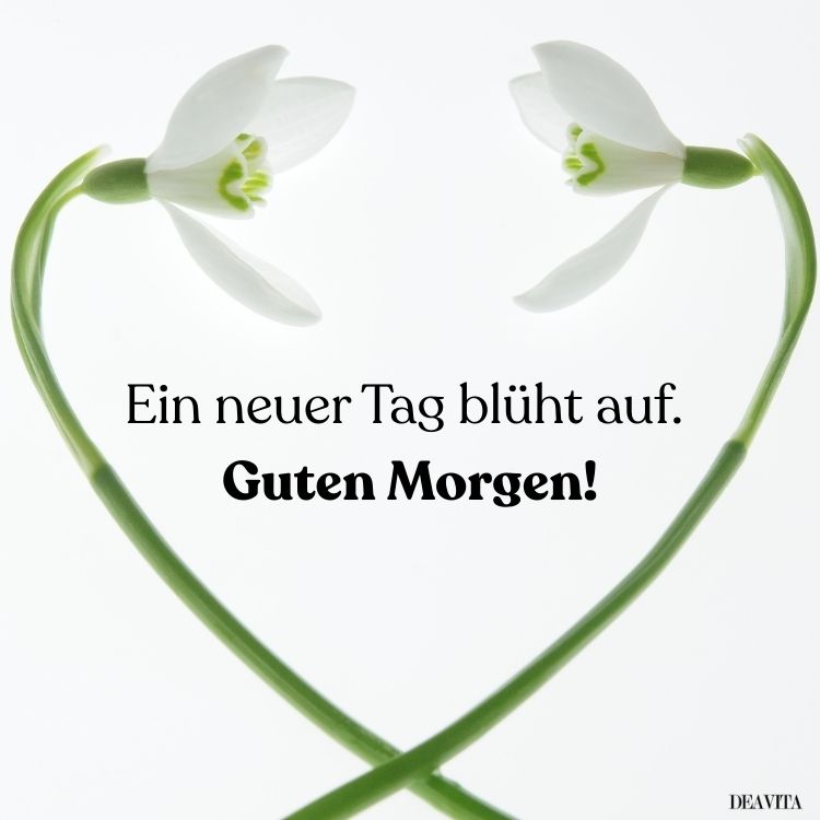 guten morgen schneeglöckchen bilder mit grüßen