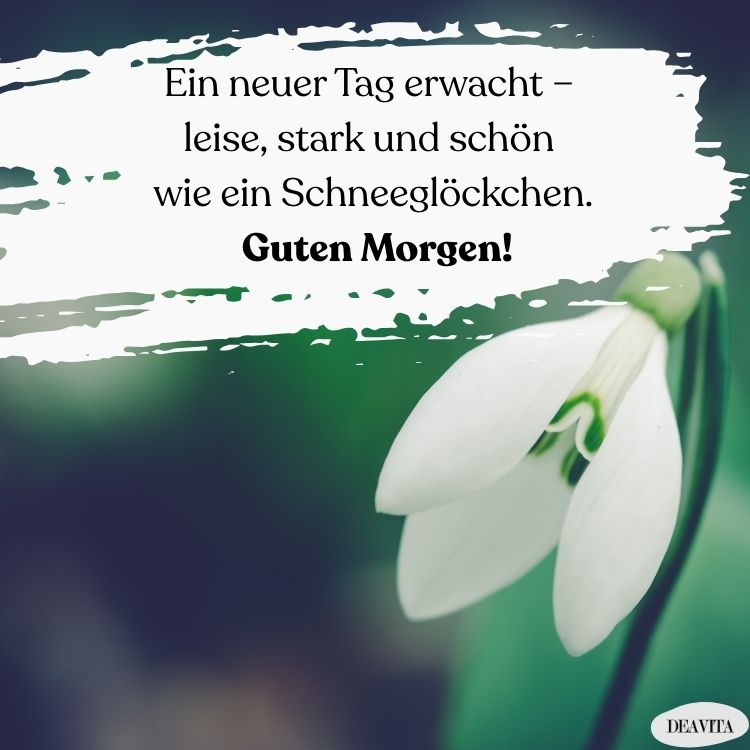 guten morgen schneeglöckchen bilder
