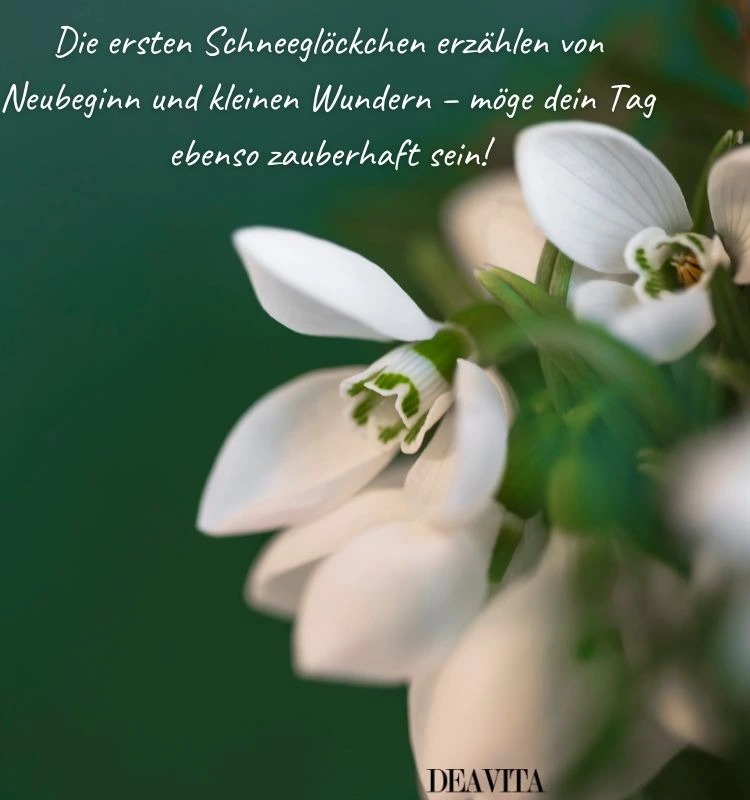 hoffnung sprüche schneeglöckchen bilder