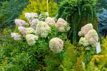 hortensien mit farnen kombinieren