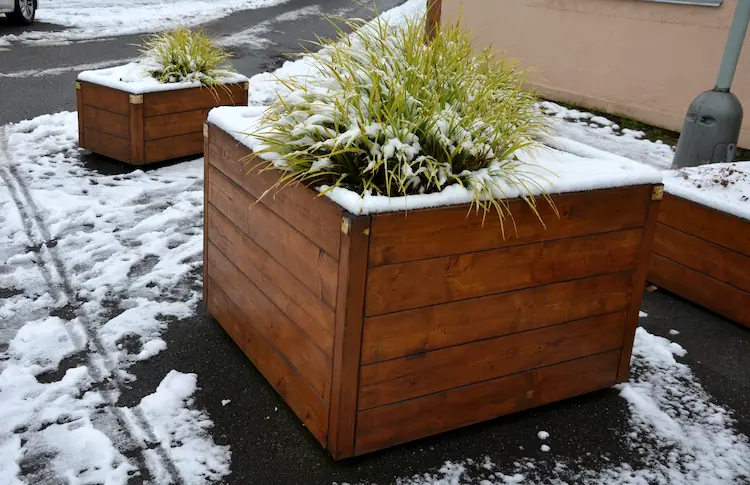 japan segge im hochbeet unter schnee im winter