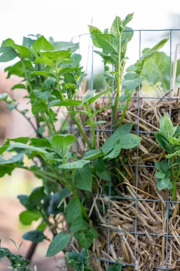 Kartoffelturm selber bauen für Permakultur im Garten