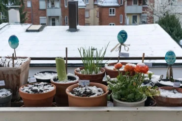 Kräuter auf dem Balkon bei Frost - hilfreiche Tipps