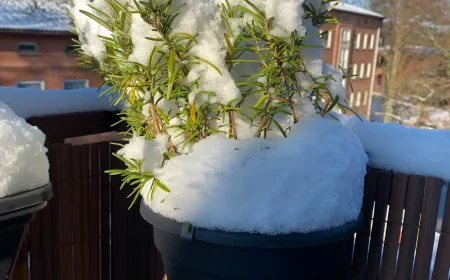 Kräuter auf dem Balkon bei Frost Wie Sie Kräuter richtig überwintern und vor Frost schützen können!