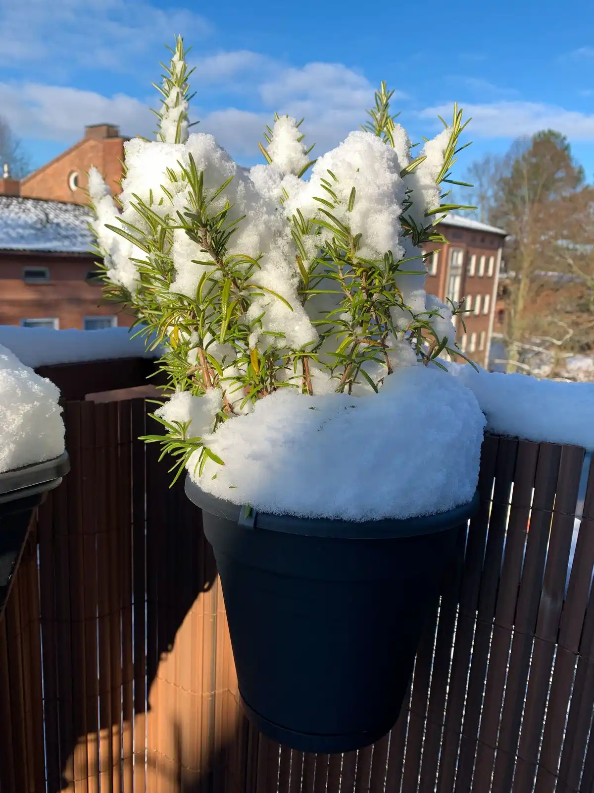 Kräuter auf dem Balkon bei Frost Wie Sie Kräuter richtig überwintern und vor Frost schützen können!