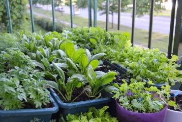 Kräutergarten vor Wind schützen