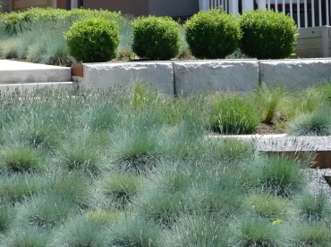 Kugelige Buchsbäume und Blauschwingel im modernen Garten