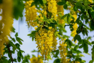 laburnum im garten, der für hunde giftig ist